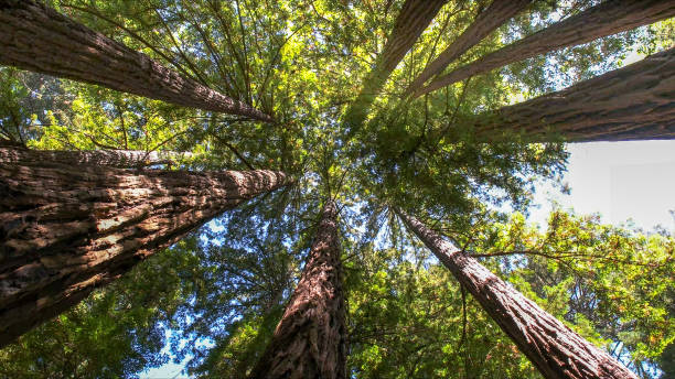 How Our Tree Care Process Works  in  Hardeeville, SC